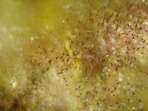 Savignyella lafontii observed 2026-07-14