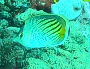 Chaetodon pelewensis observed 2026-10-08