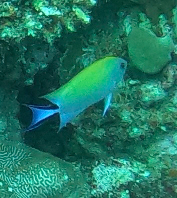 Genicanthus observed 2026-10-08