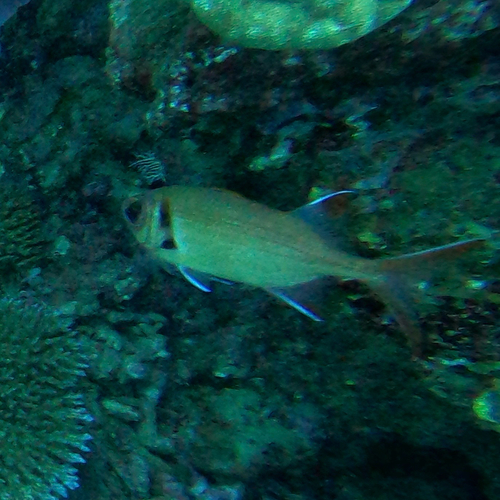 Myripristis kuntee observed 2026-10-08