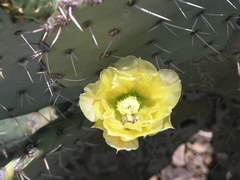 Opuntia discata
