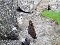 Ypthima horsfieldii humei