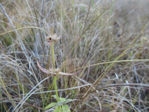 Stachys aspera observed 2026-10-05