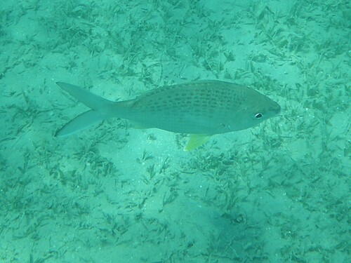 Gerres longirostris observed 2026-10-07