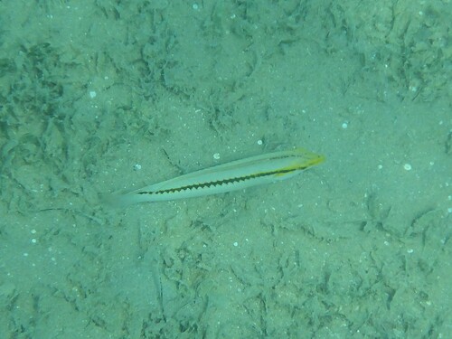Halichoeres scapularis observed 2026-10-07