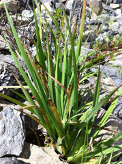 Juncus xiphioides