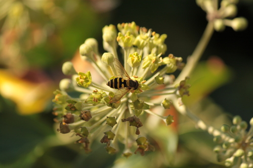 Common Flower Flies