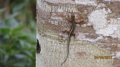 Sphenomorphus sanctus