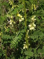 Astragalus chinensis