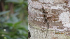 Sphenomorphus sanctus