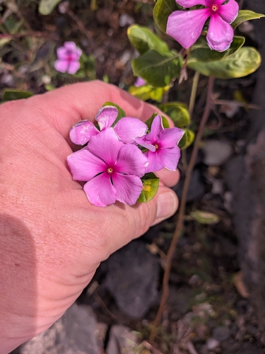 Catharanthus roseus observed 2026-09-26