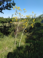 Ferula glauca