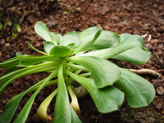 Aeonium hierrense