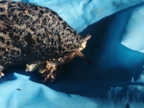 Leopard Slug