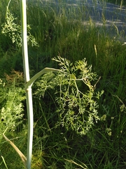 Ferula glauca