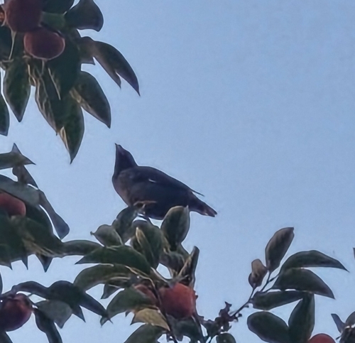 Crested Myna