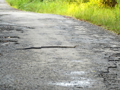 Coelognathus flavolineatus