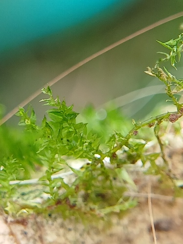 Oxyrrhynchium hians observed 2026-09-02