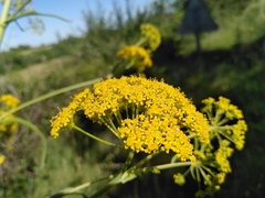 Ferula glauca