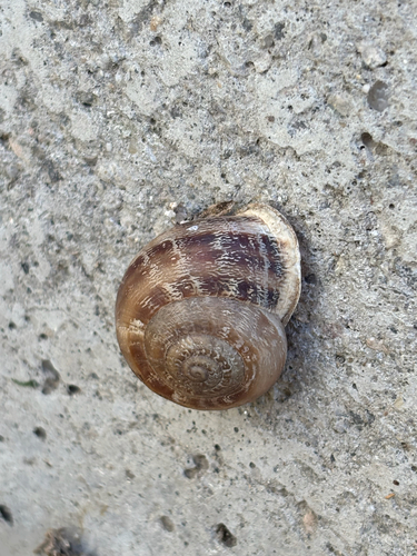 Chocolate-band Snail