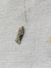 Acleris subnivana