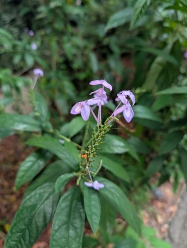 Pseuderanthemum acuminatissimum observed 2026-10-08
