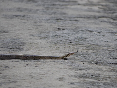 Coelognathus flavolineatus