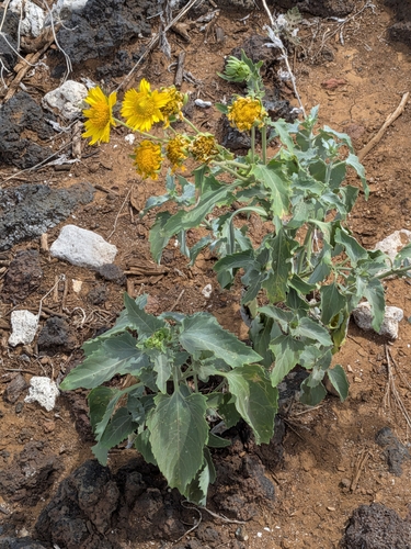 Verbesina encelioides, 2026-09-26