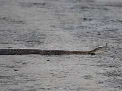 Coelognathus flavolineatus