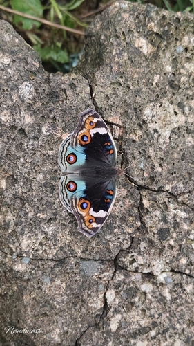 Blue Pansy