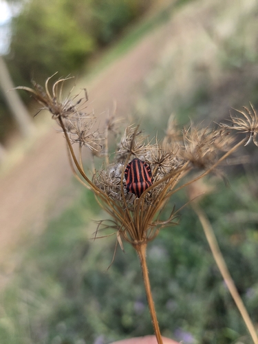 European Striped Shield Bug