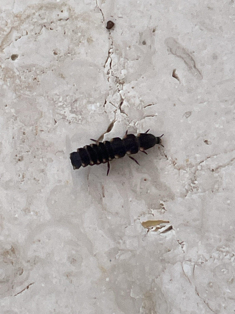 European Glow-worm