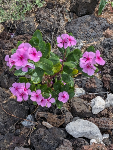 Catharanthus roseus observed 2026-09-26