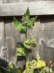 Pentaglottis sempervirens