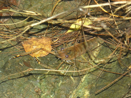 Macrobrachium lar observed 2026-10-08