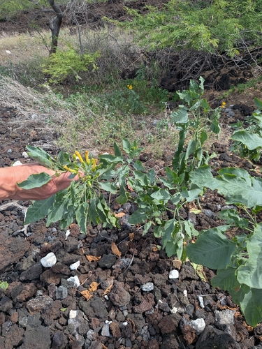 Nicotiana glauca observed 2026-09-26
