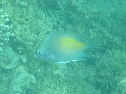 Amblyglyphidodon flavilatus observed 2026-10-07
