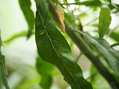 Convolvulus floridus