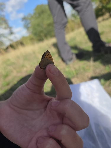 Small Copper