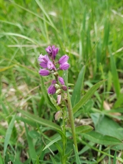 Polygala comosa