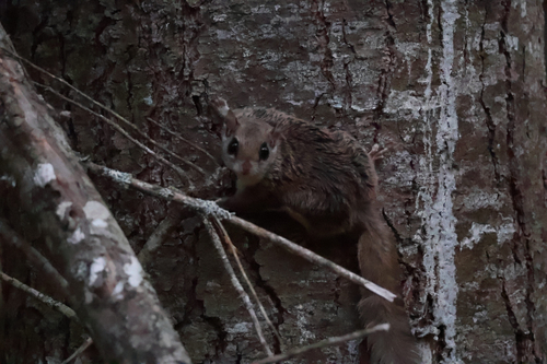 Northern Flying Squirrel observed by rye_18