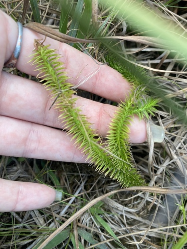 Lycopodiella alopecuroides, 2026-10-07