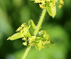 Cruciata laevipes