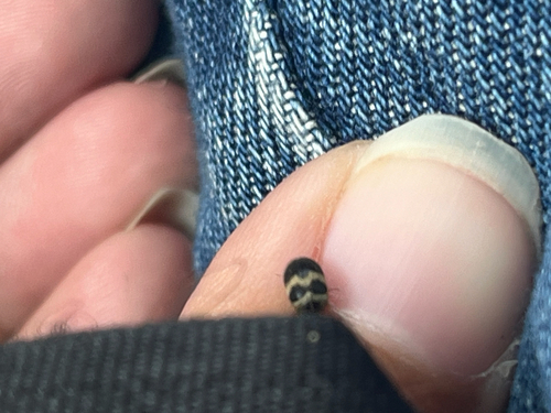 Attagenus fasciatus, 2026-10-08