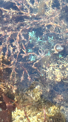 Ericaria selaginoides observed 2026-10-08