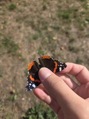 Red Admiral