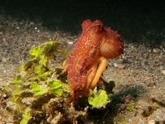 Amphioctopus mototi