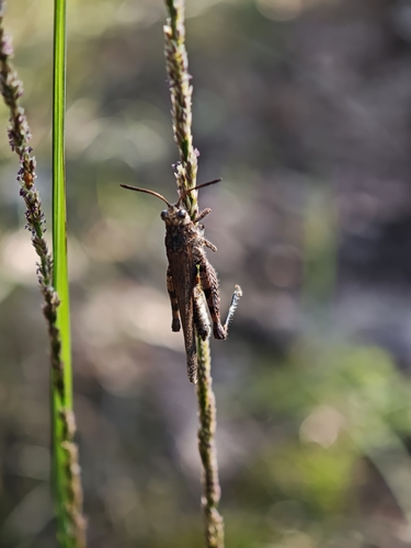 Carinate Locust