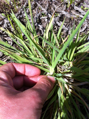 Bromus hordeaceus
