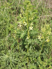 Astragalus chinensis